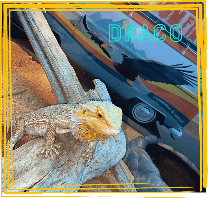 Draco Lizard